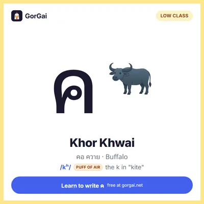 ค Khor Khwai (Buffalo): Thai consonant flashcard, low class, sound /kʰ/